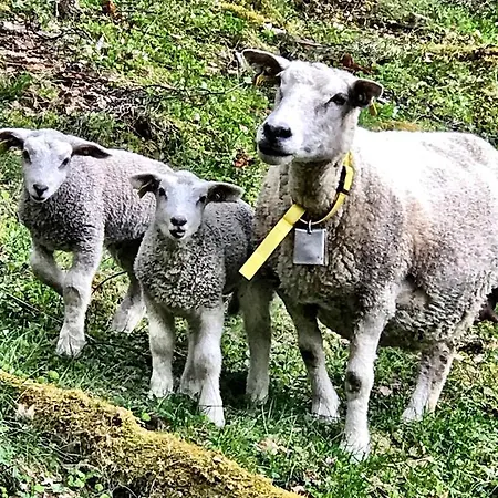 Gjorven Hytter Flåm Exterior foto