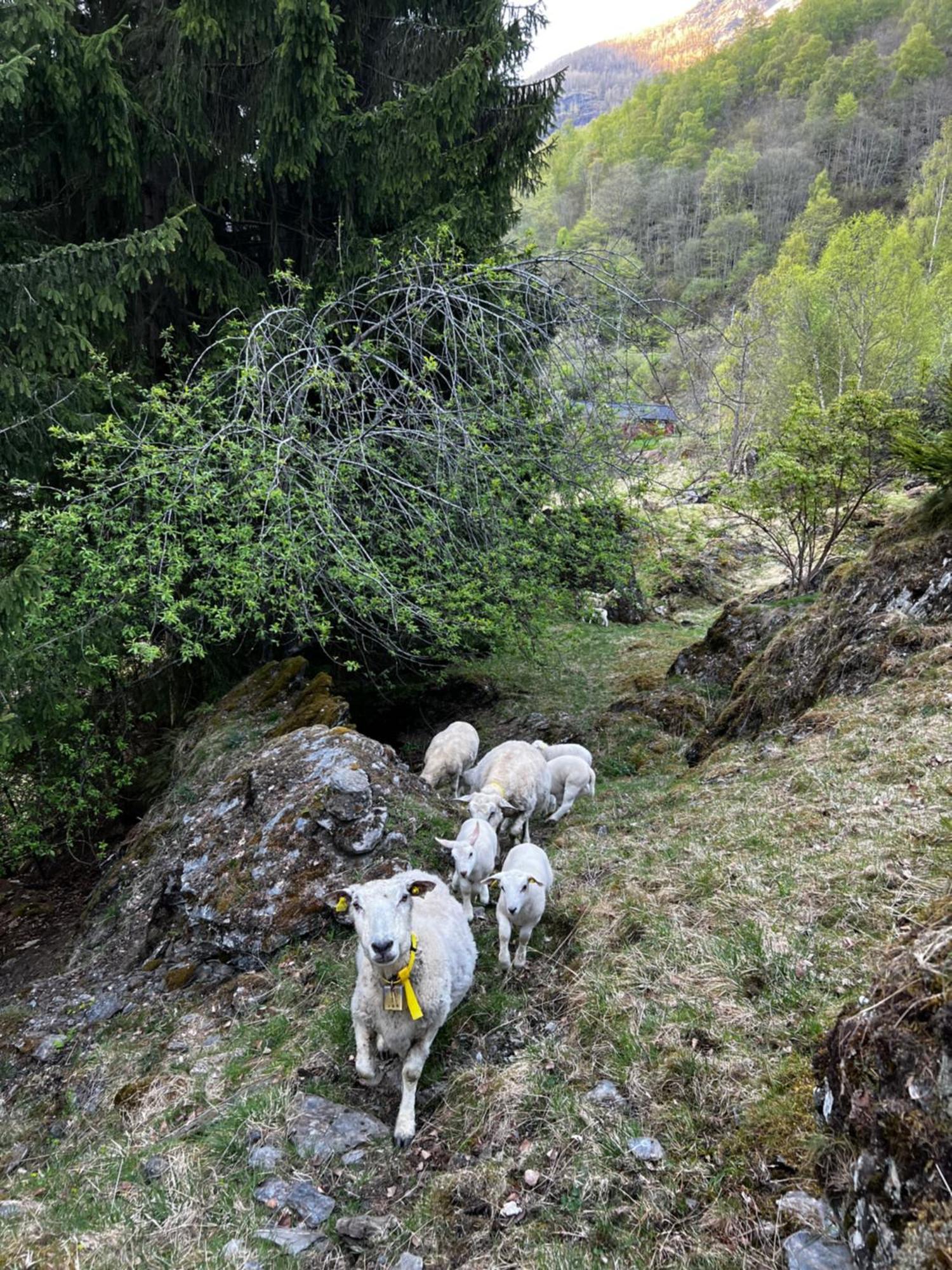 Gjorven * Flåm